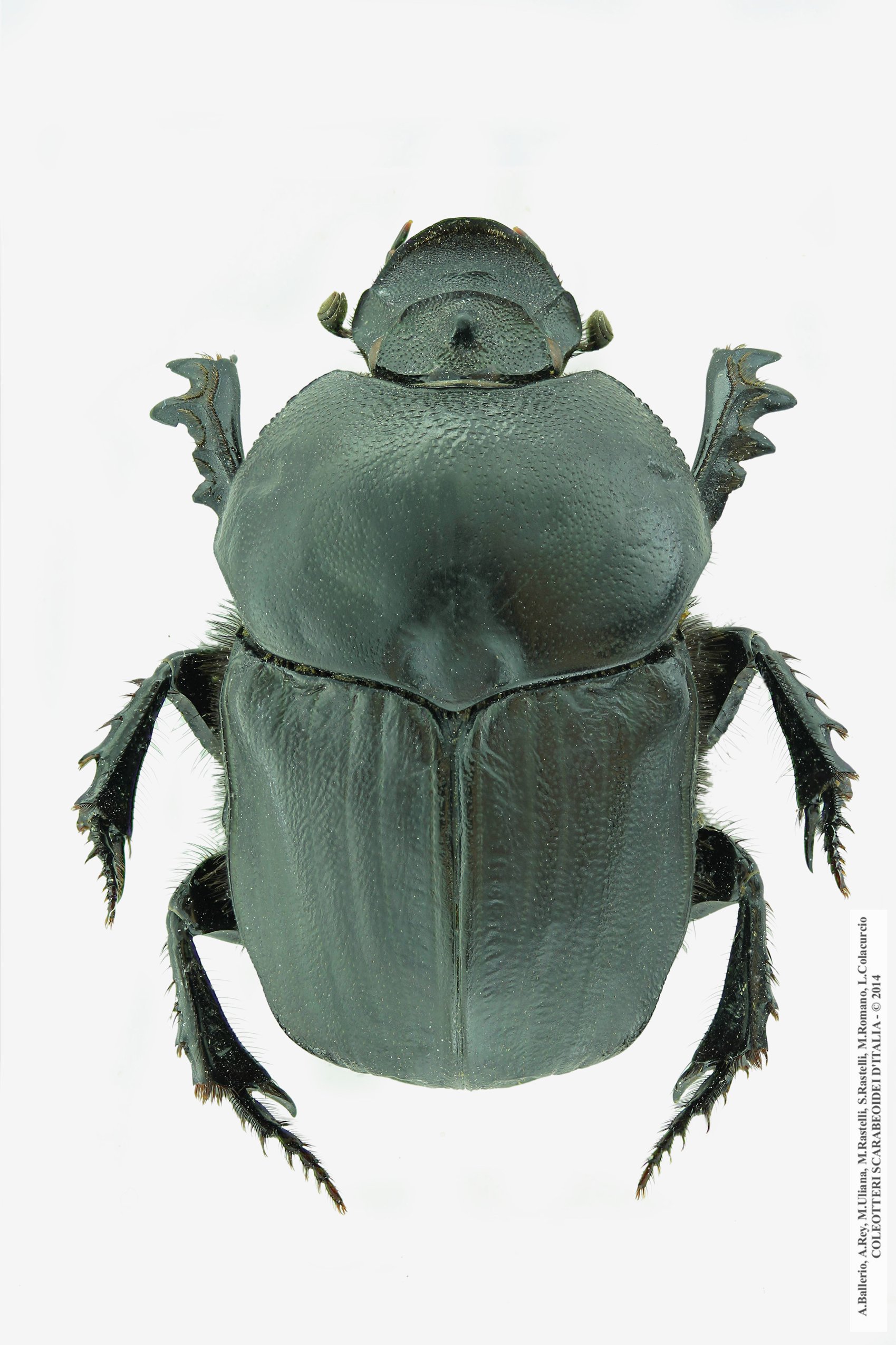 Onitis belial, femmina